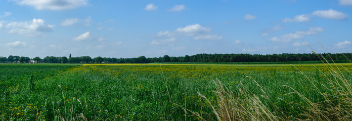 Fototapeta premium Panoramic photo green grass field and blue sky
