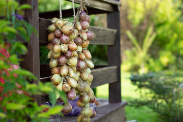 A bunch of bulbs hang and dry in the fresh air. Harvesting. Harvesting of agriculture.
