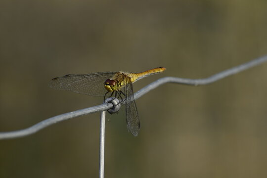 European dragonfly sitting on a fence