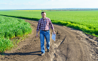 a man as a farmer poses in a field, dressed in a plaid shirt and jeans, checks reports and inspects young sprouts crops of wheat, barley or rye, or other cereals, a concept of agriculture and agronomy