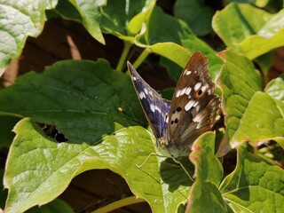 butterfly on leaf