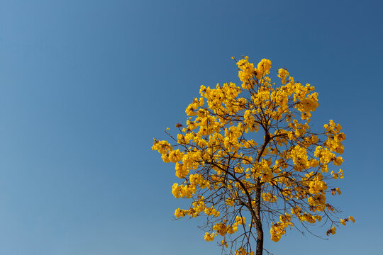 flowering yellow ipe tree with blue sky. space to text