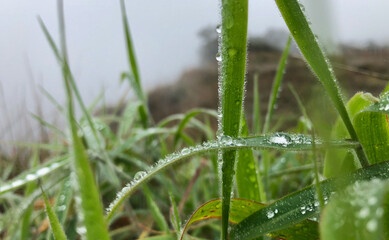 Dew on Grass