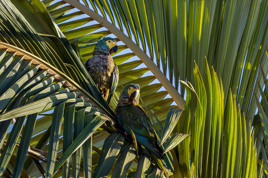 A couple of red-bellied macaw hiding in the palm tree. Also known as Guacamaya Manilata or Arararana or Maracana-do-buriti. Medium-sized parrot. Species Orthopsittaca manilatus. Mimicry.