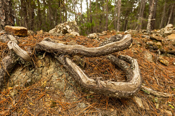 detail of roots coming out of the ground