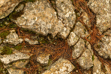 gray stone detail texture among dry pine needles
