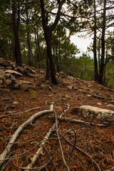 broken tree branches on the forest floor