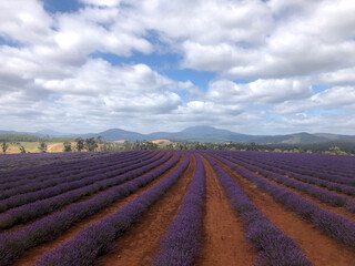 Fototapeta na wymiar Rows of Lavender in Field