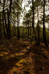image of the shadow cast by the trees on the ground with the sun backlit