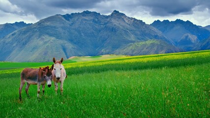 Horses on the Meadow