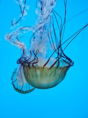 jellyfish in aquarium