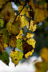 autumn leaves on a tree