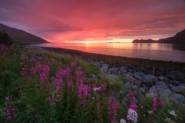 Fototapeta na wymiar Senja Sunset - Norway