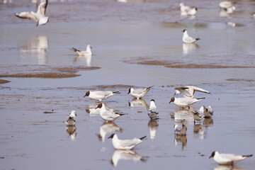Black-headed gulls colony searching for food in a pond