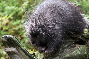 Closeup of a porcupine on a tree trunk