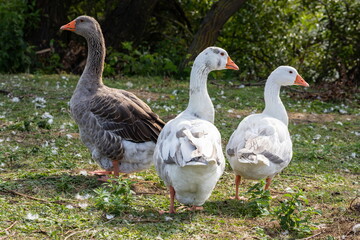 Domestic geese on a walk through the meadow
