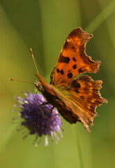 Comma butterfly on scabious flower head
