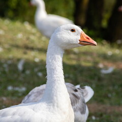 Obraz premium Domestic geese on a walk through the meadow