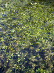Obraz na płótnie Canvas green reflections on water in Umbria