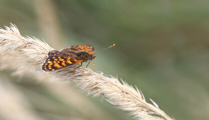 A small multi-colored butterfly on the drying grass, on a blurred brown background