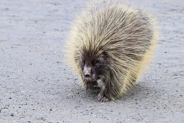 Closeup of a porcupine walking on a road