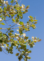 branch against blue summer sky