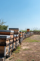 Colmenar de abejas en verano. Numerosas colmenas dispuestas en una hilera. 