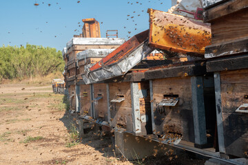 Apicultores recolectando miel en un colmenar. Colmenas repletas de abejas y miel.  En Osera de Ebro, Zaragoza.