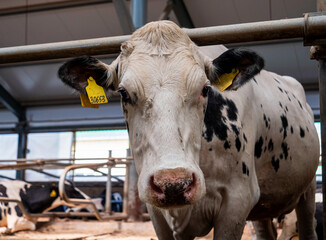 Cow close up. Stalls of a modern barn with cows and rows of special feed. A modern dairy cow farm in Russia