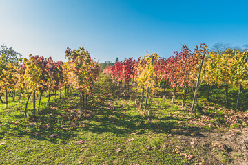 Fototapeta na wymiar autumn in vineyard, colors and sun