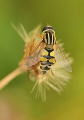 Hoverfly