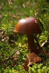 Mushroom in the forest, moss, flowers and cobwebs