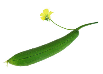 fresh picked luffa isolated on white background