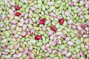 fresh colorful cranberry bean as food background