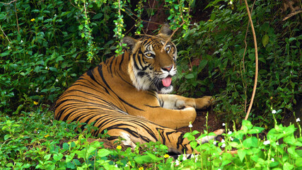 Fototapeta na wymiar Tiger in the Jungle