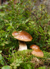 Porcini mushrooms growing in the moss . Vertical frame, selective focus.