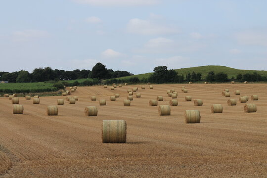 Round hay bales in a field on a hot summers afternoon near Wakefield West Yorkshire In the UK