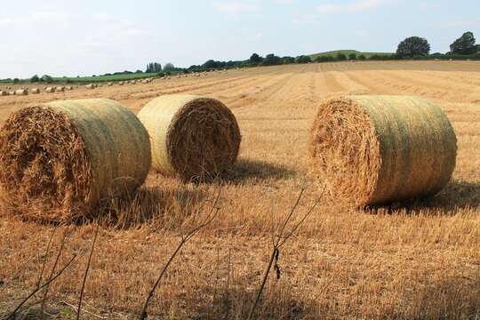 Round hay bales in a field on a hot summers afternoon near Wakefield West Yorkshire In the UK