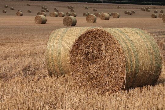 Round hay bales in the field on a summers day In July In Yorkshire UK