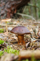 Mushroom in the forest, ant, nature, forest life
Boletus badius