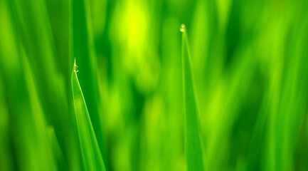 A clear drop of dew on the tip of the green grass in the field. Natural background for the text. Ecology.