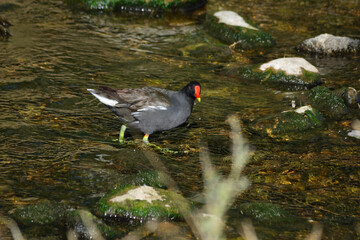 red headed gull