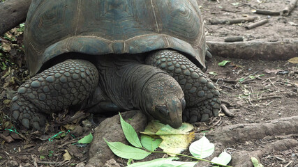 Turtle on the ground