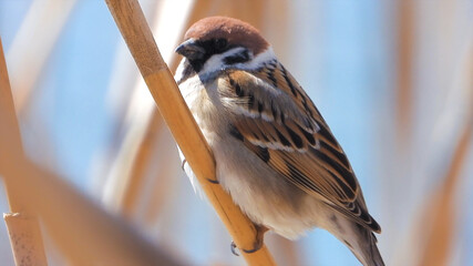 Sparrow on a branch