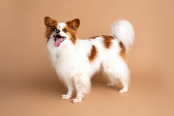 Papillon dog in front of a tan backdrop. Studio dog photography