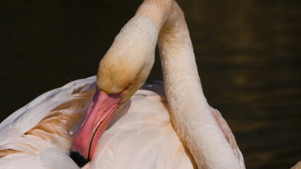 Flamingo on the water