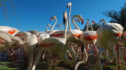Group of flamingos