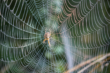 close-up of a cross spider waiting for prey in a dew-covered spider web