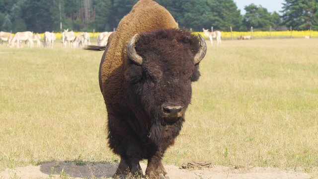 Bison in the meadow, Portrait of American bison, Protection of Nature Concept. Animal in the wild
