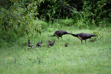 Peafowl with babies 